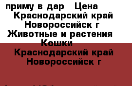 приму в дар › Цена ­ 100 - Краснодарский край, Новороссийск г. Животные и растения » Кошки   . Краснодарский край,Новороссийск г.